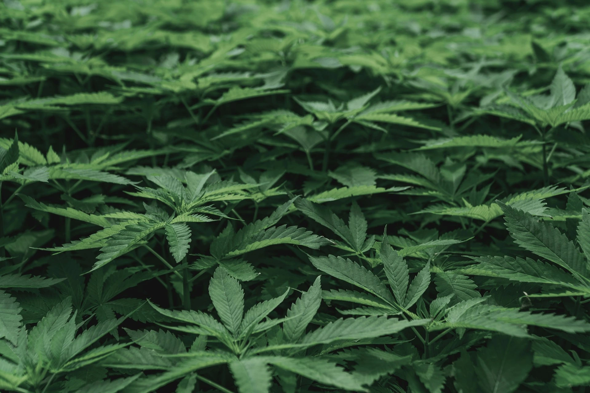 a large group of hemp in a field