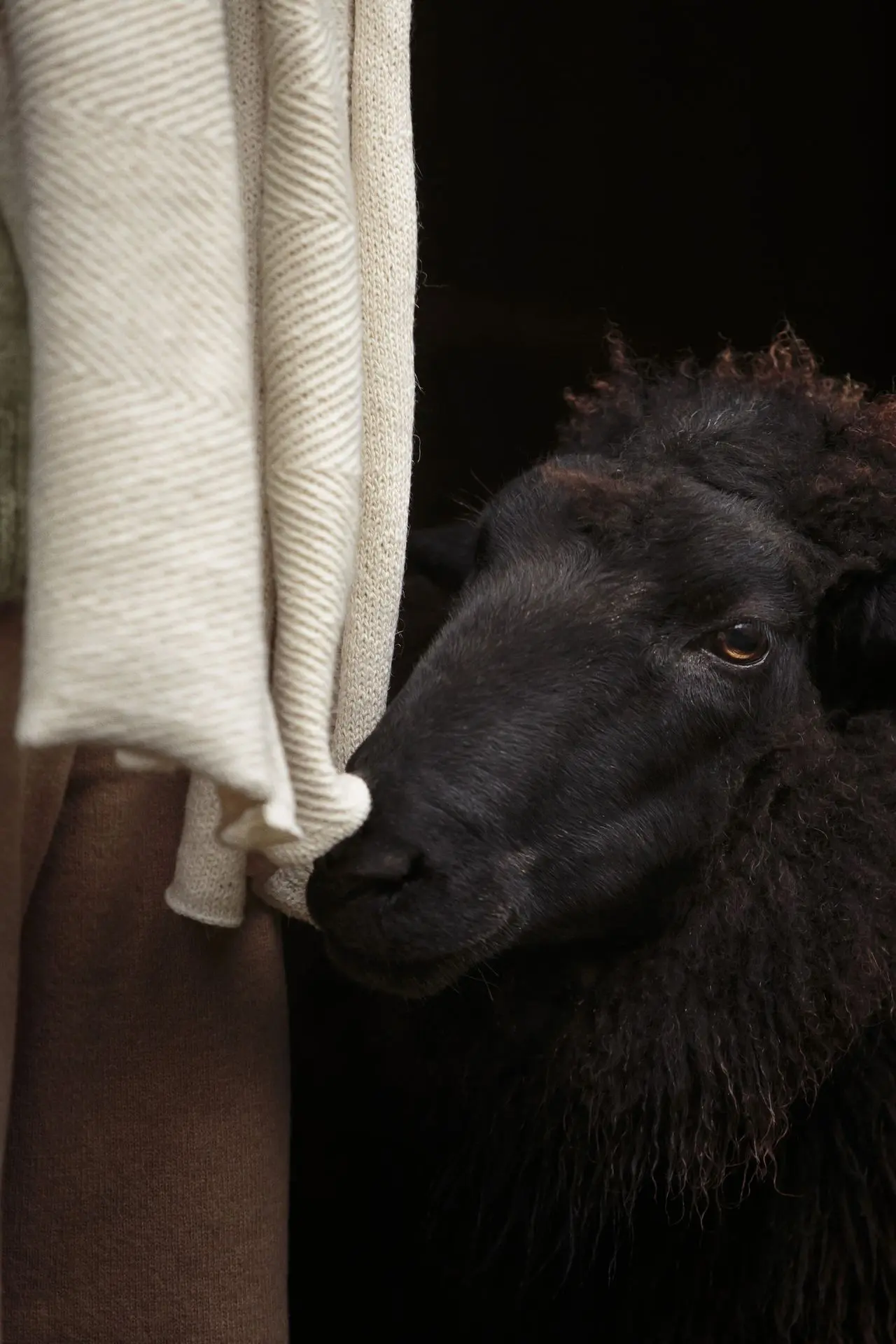 Écharpe blanche avec un mouton noir à côté