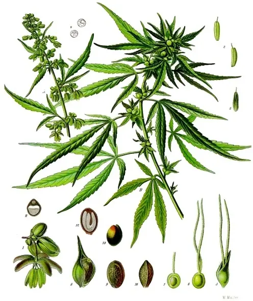 Franz Eugen Köhler, Köhler's Medizinal-Pflanzen, Public domain, via Wikimedia Commons Hemp diagram