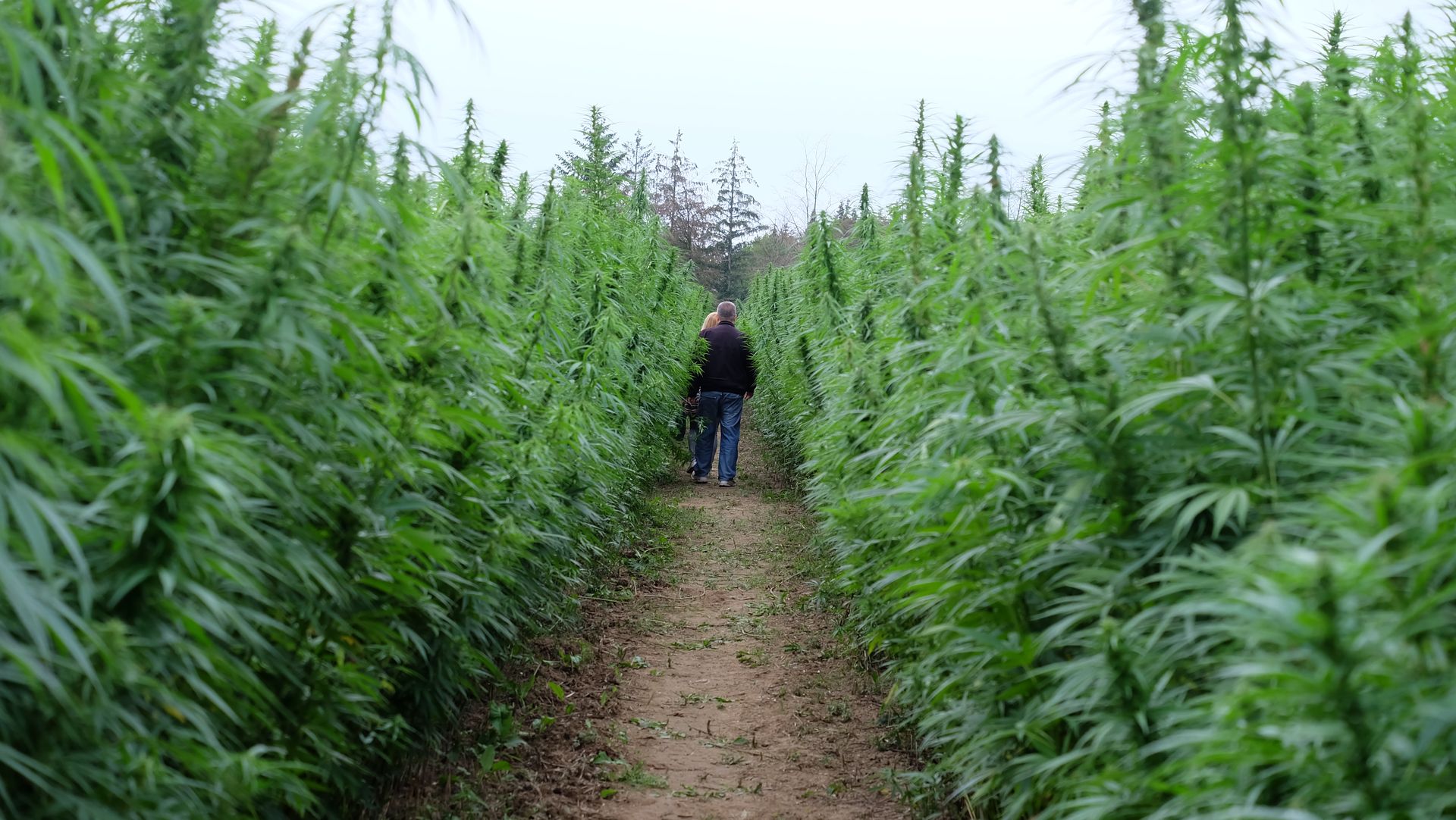 Hemp cultivation
