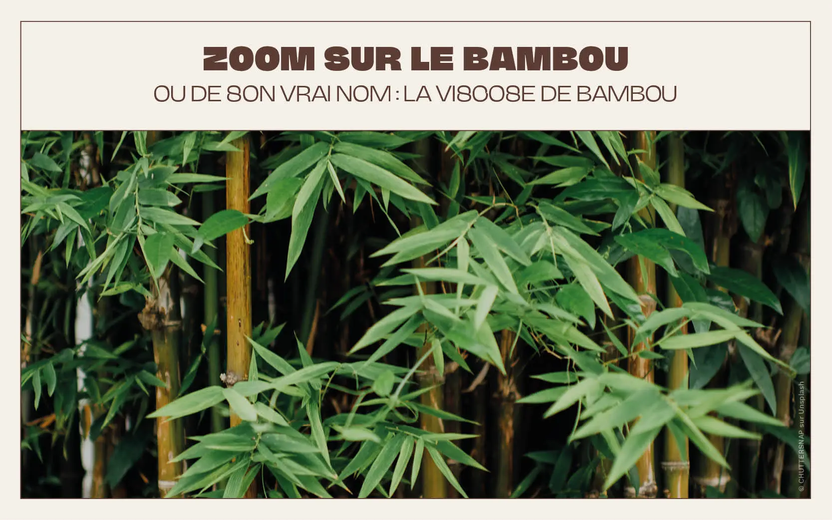 Plante bambou