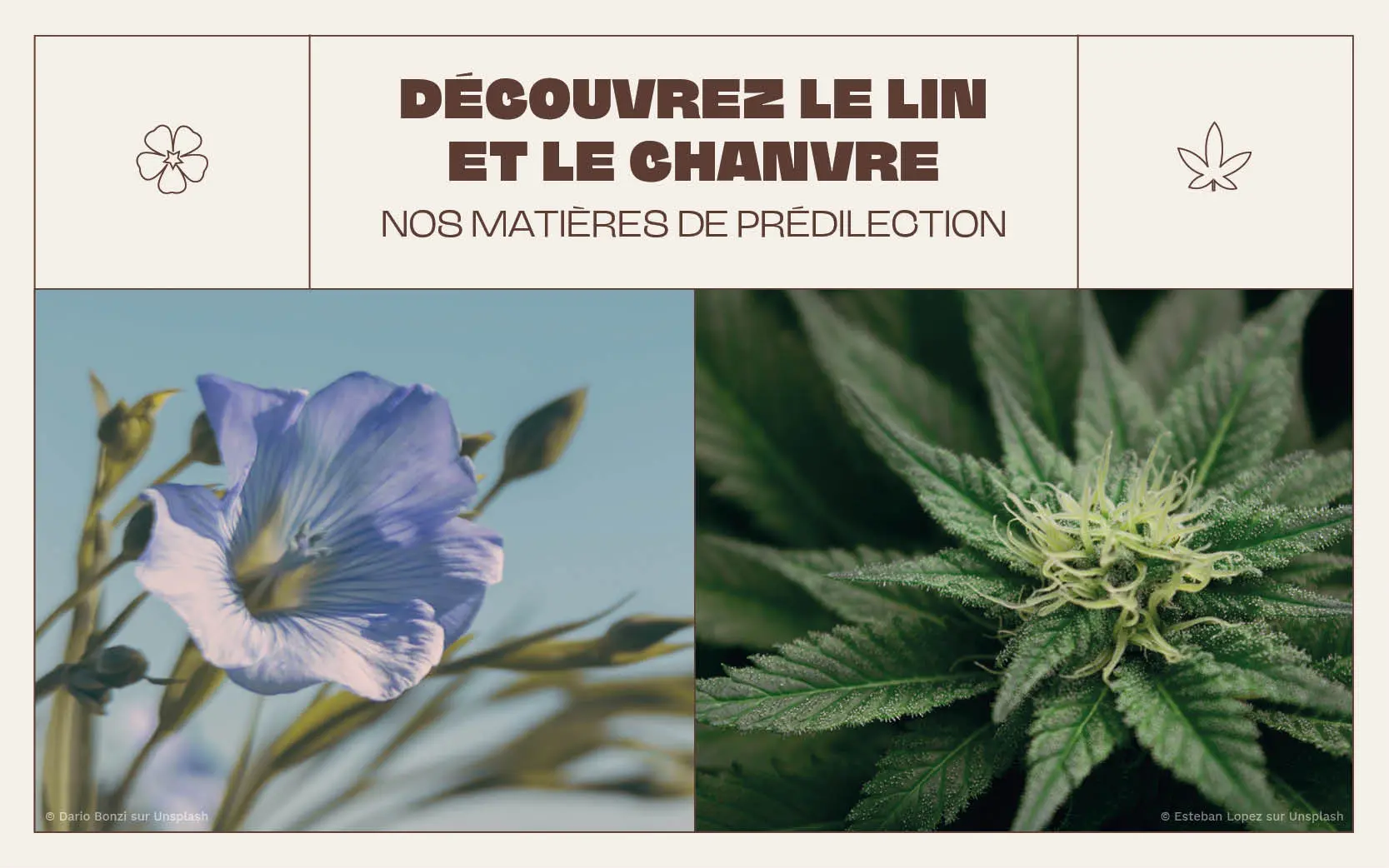 Lin et chanvre côte à côte