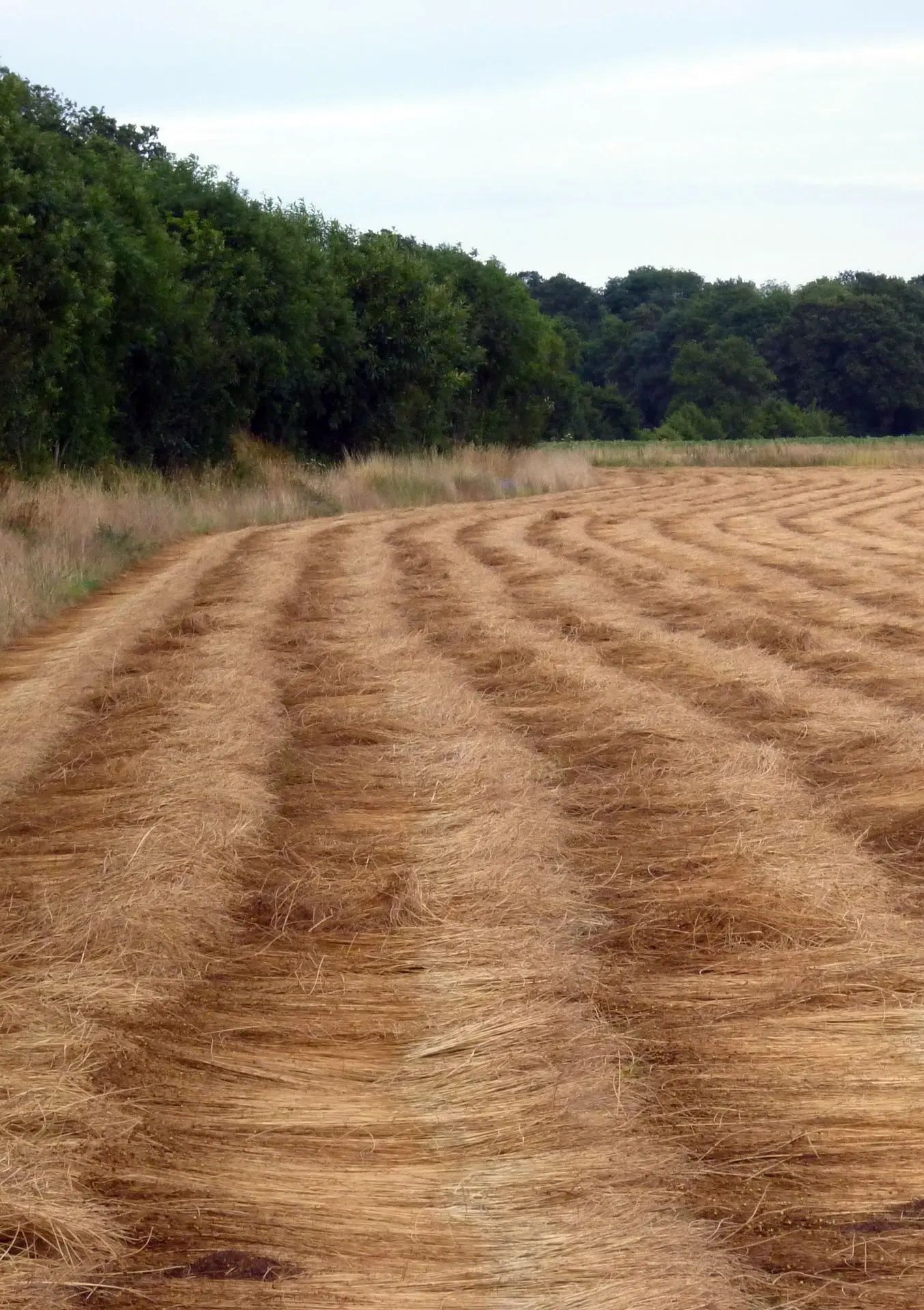 Flax retting in France