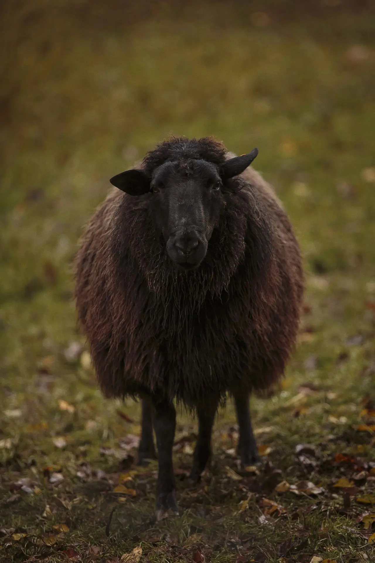 Mouton produisant laine Mergelland