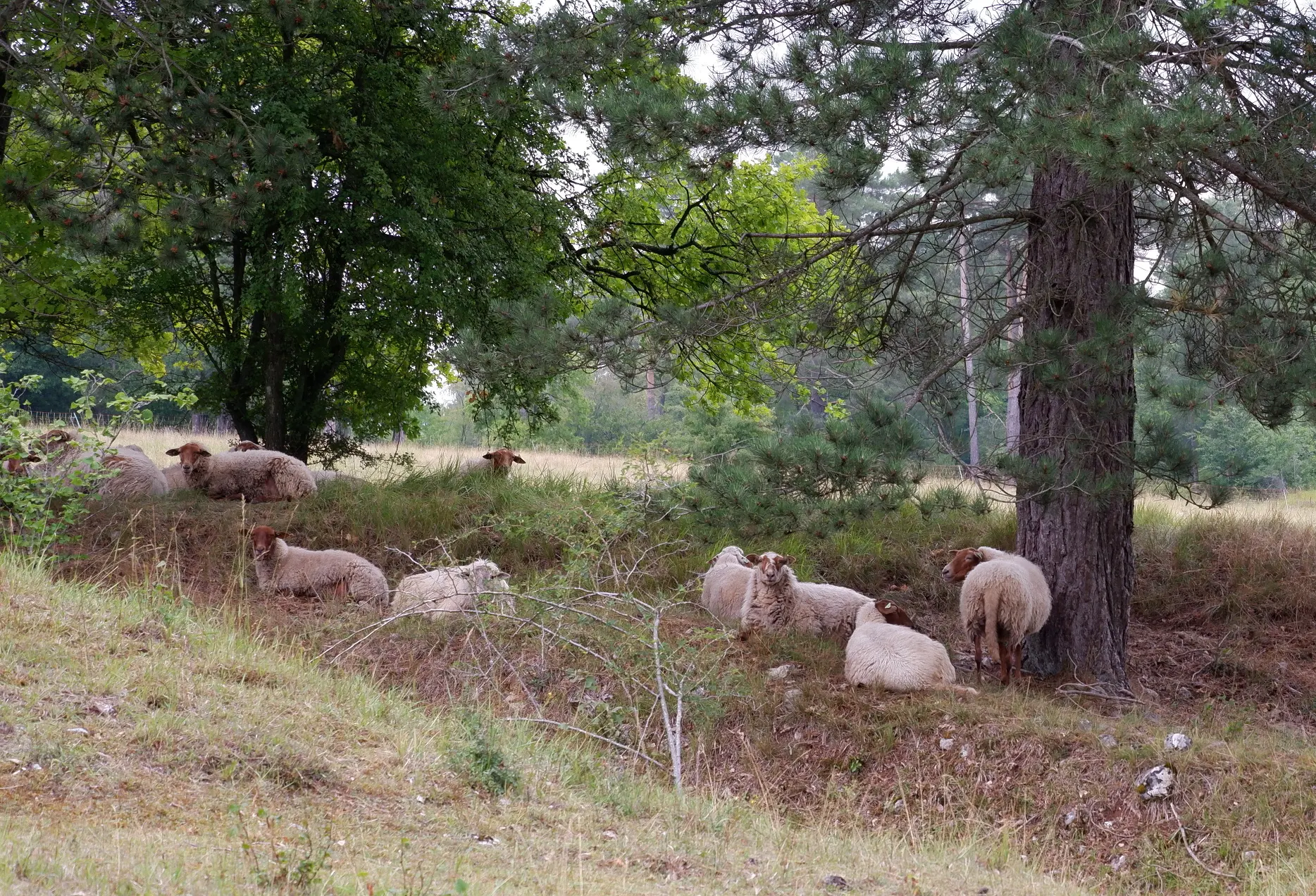 Élevage de moutons Mergelland et d'Ardennais roux aux Abanais utilisés pour gérer des réserves naturelles et favoriser des flores et des insectes rares. Ⓒ Colignon Vanessa - Juillet 2020