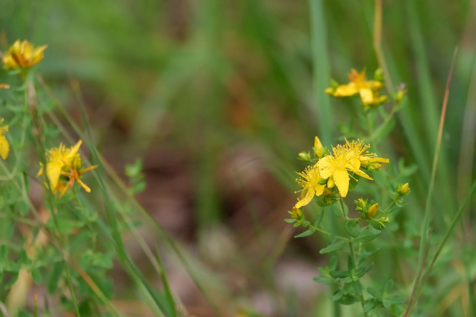 Plante jaune