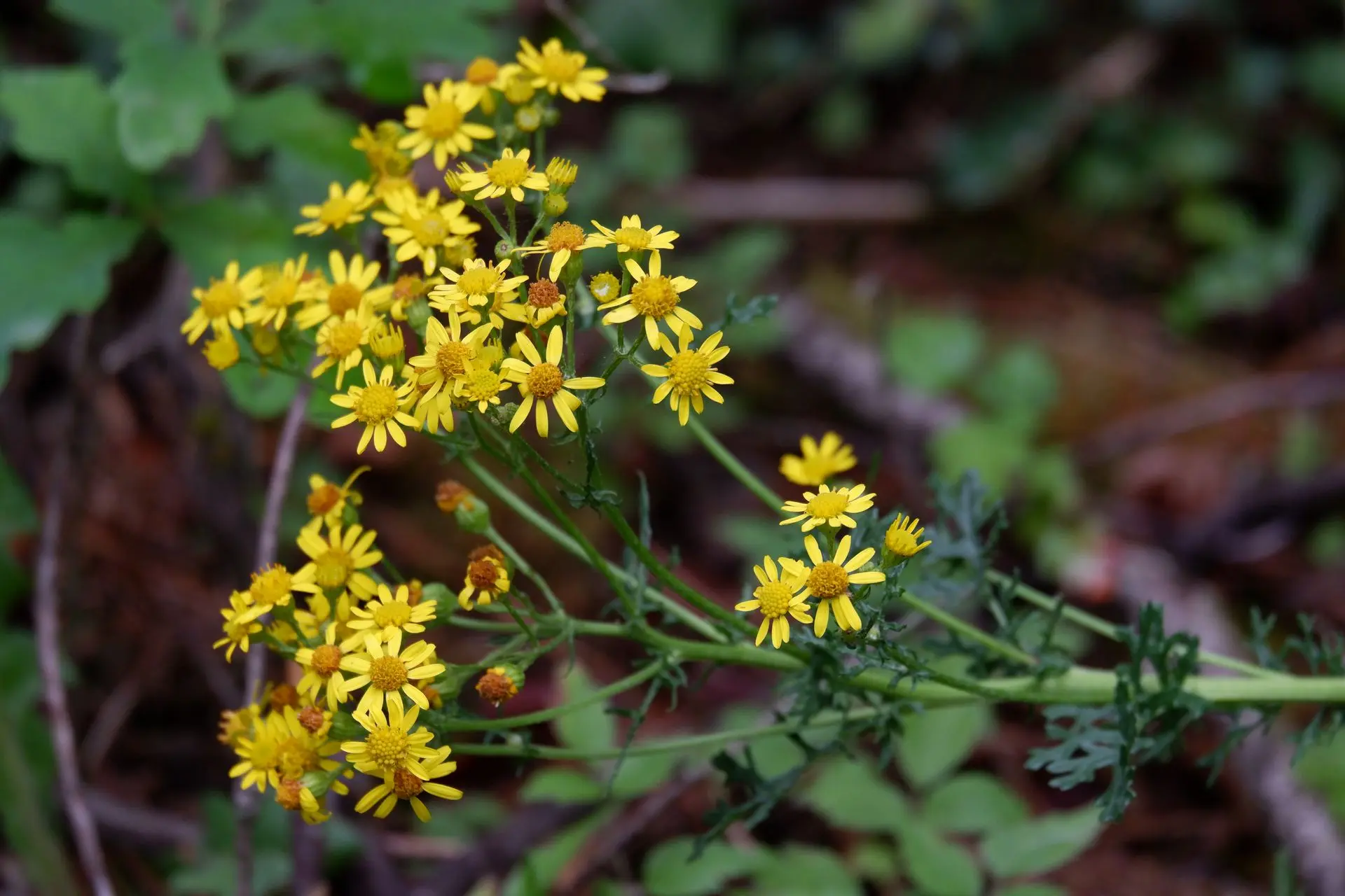 Plante jaune