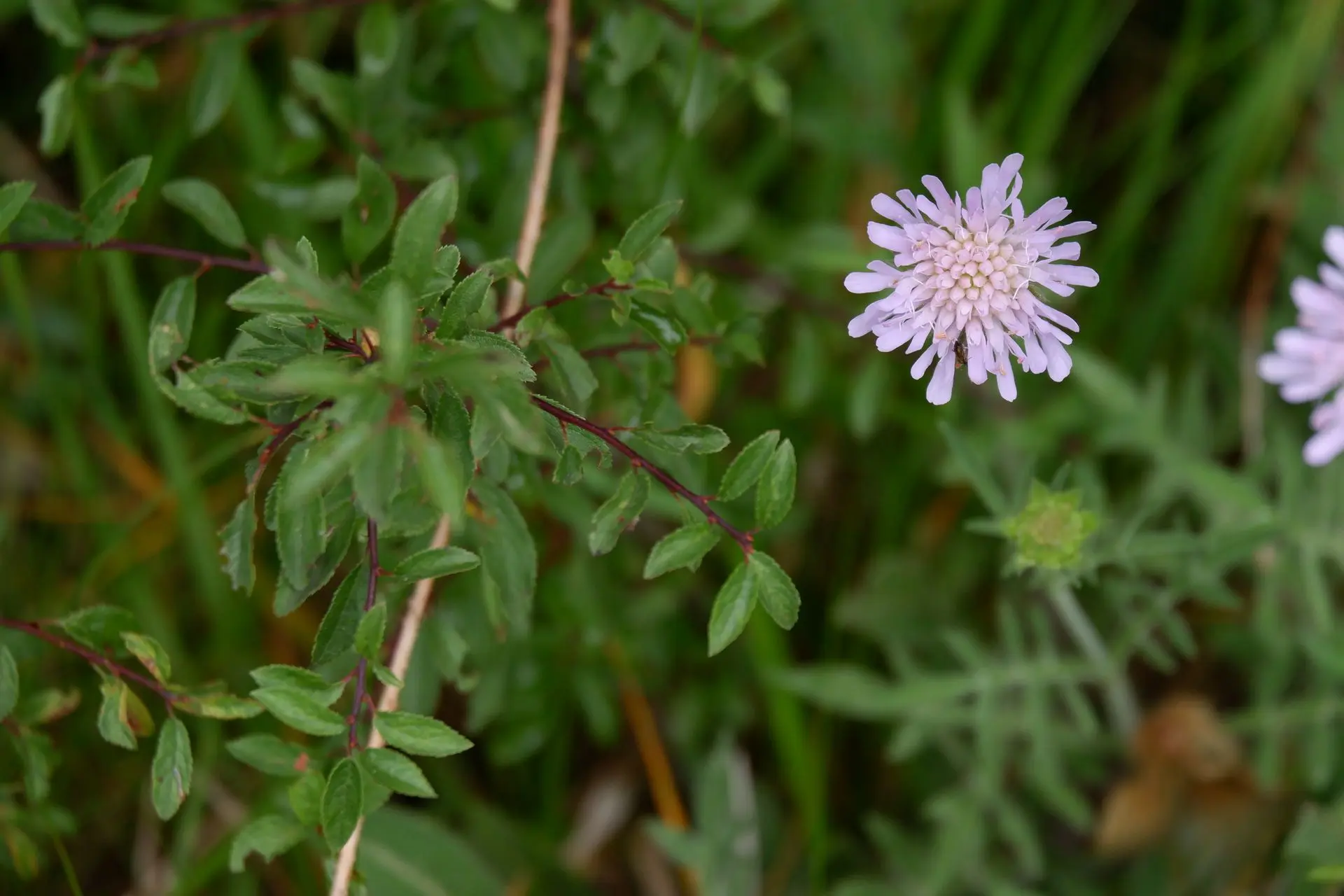Plante mauve
