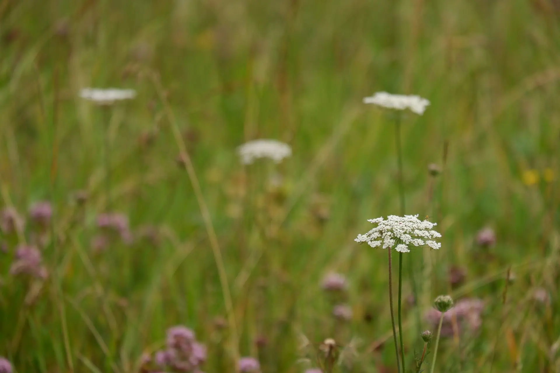 Plante blanche