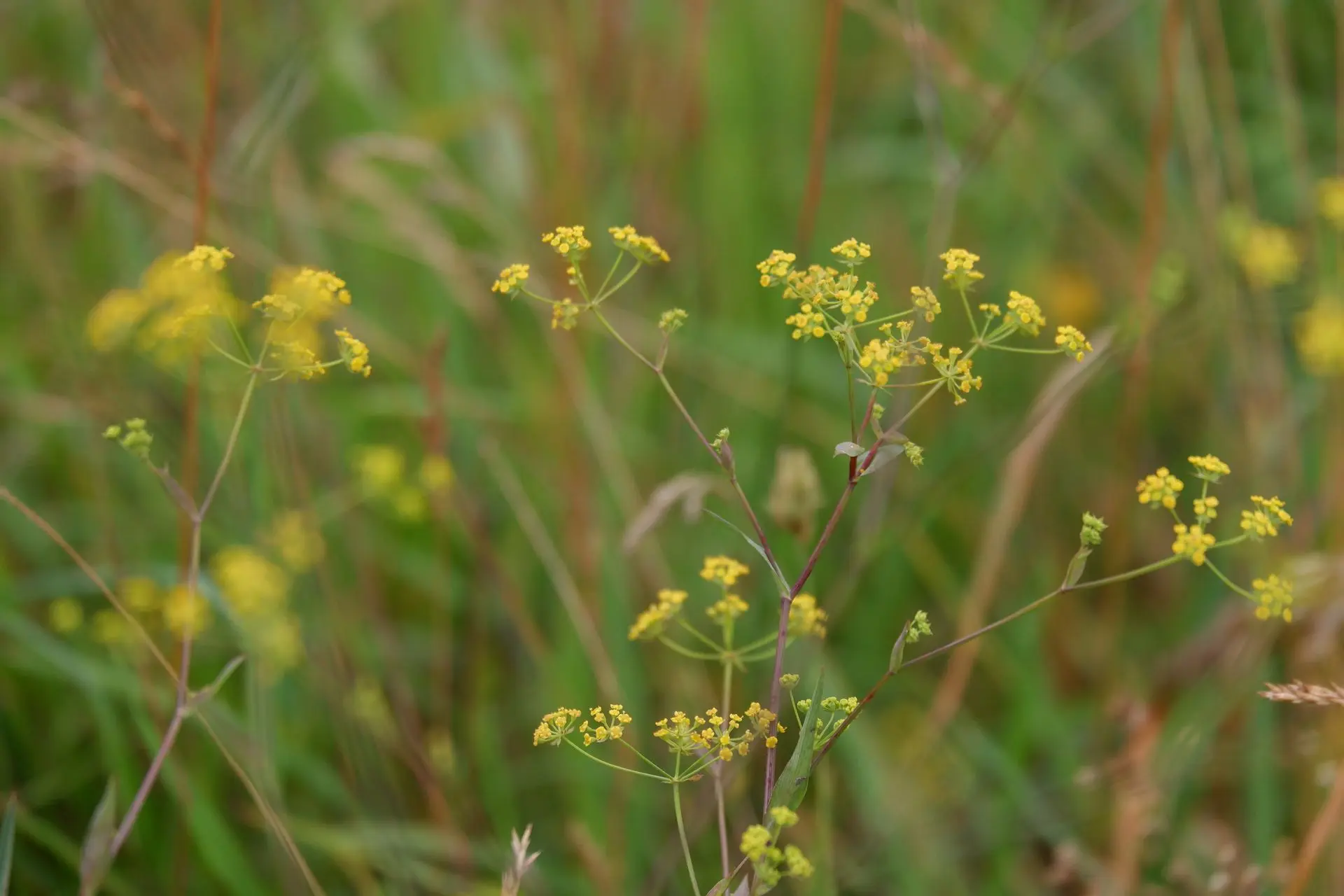 Plante jaune