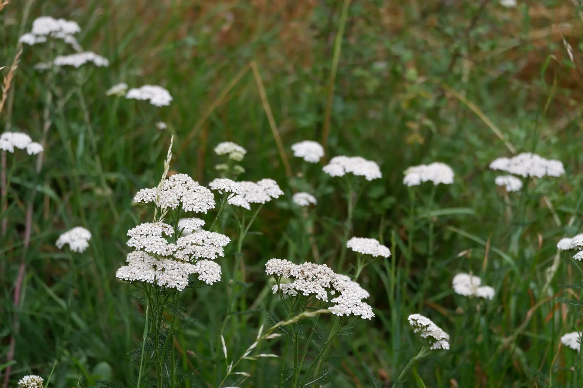 Biodiversité sur paturage extensif dans la réserve des Abanais