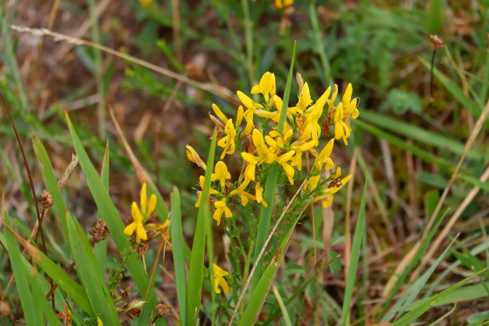 Plante jaune