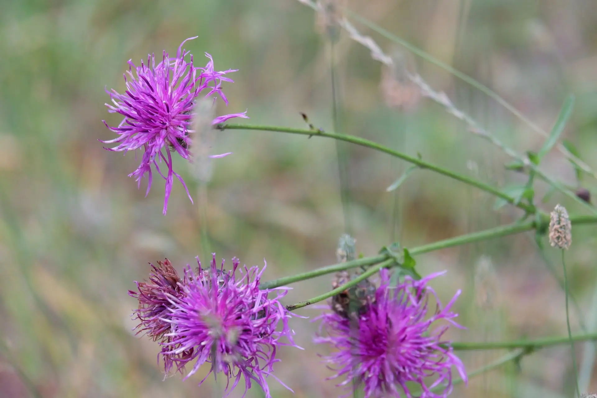 Plante mauve