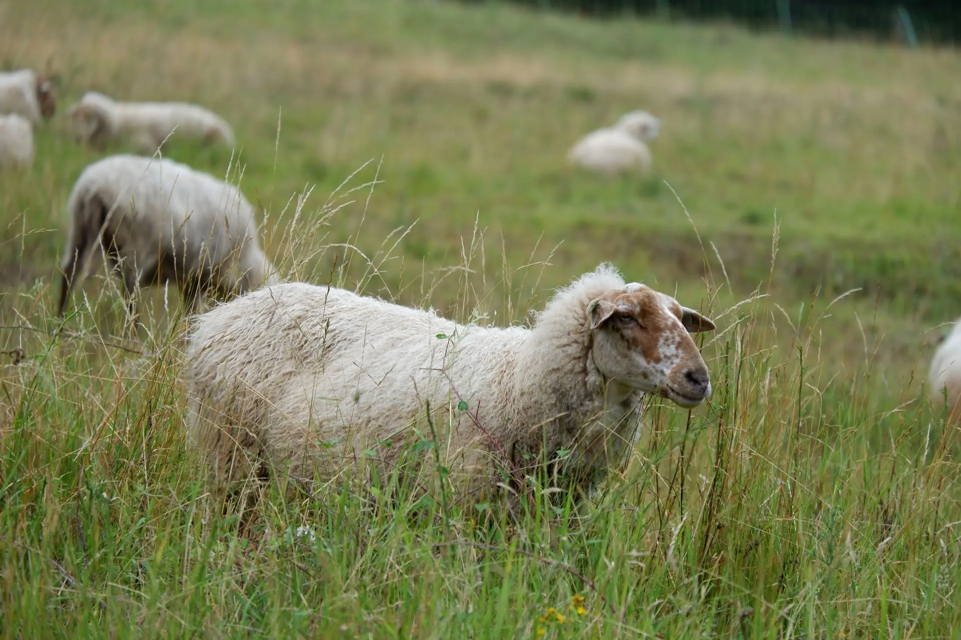 Mouton