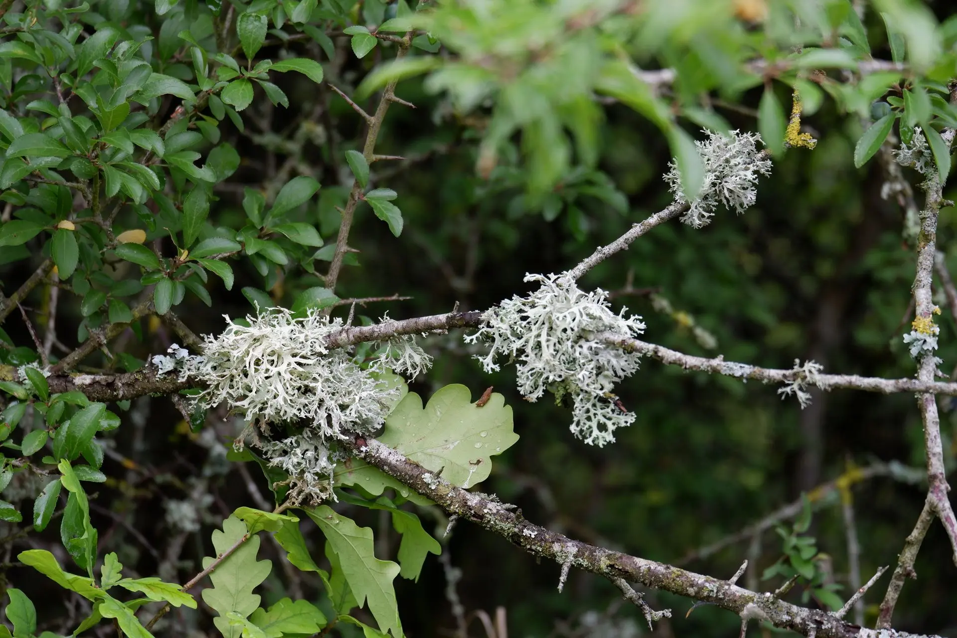 Plante blanche