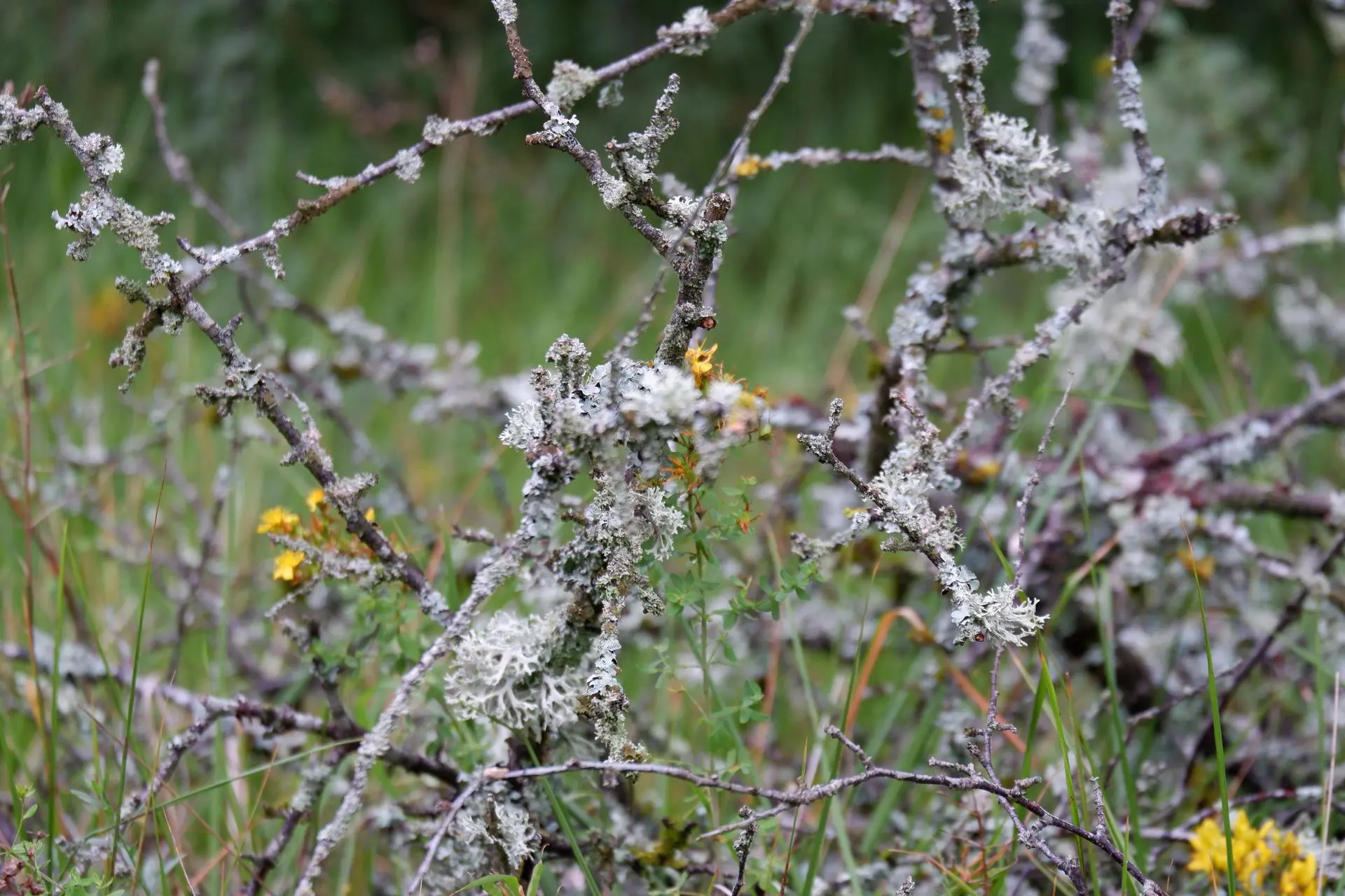 Plante blanche