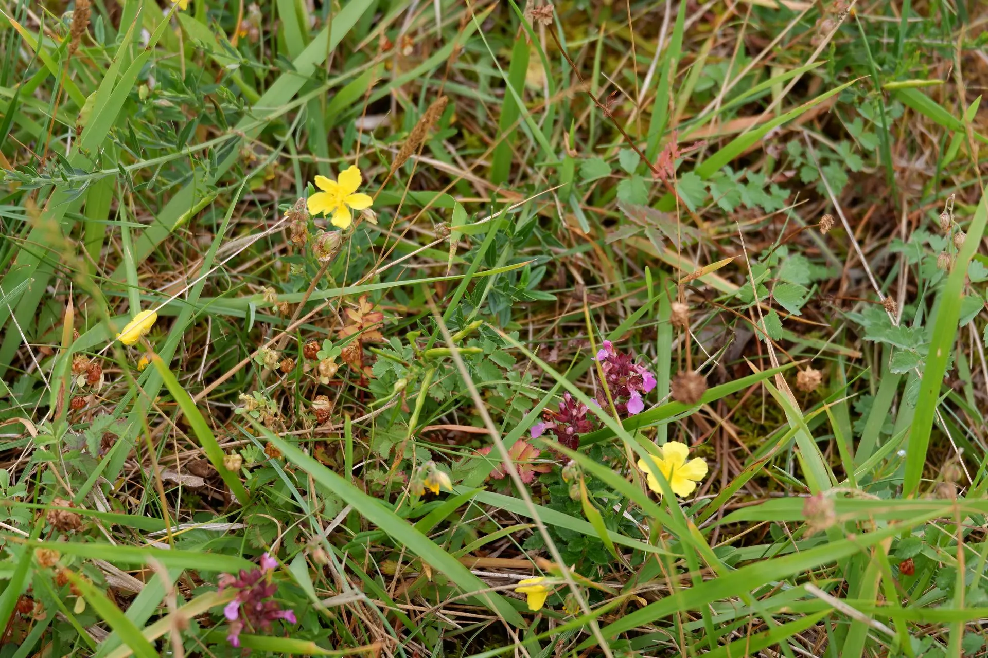 Plante jaune