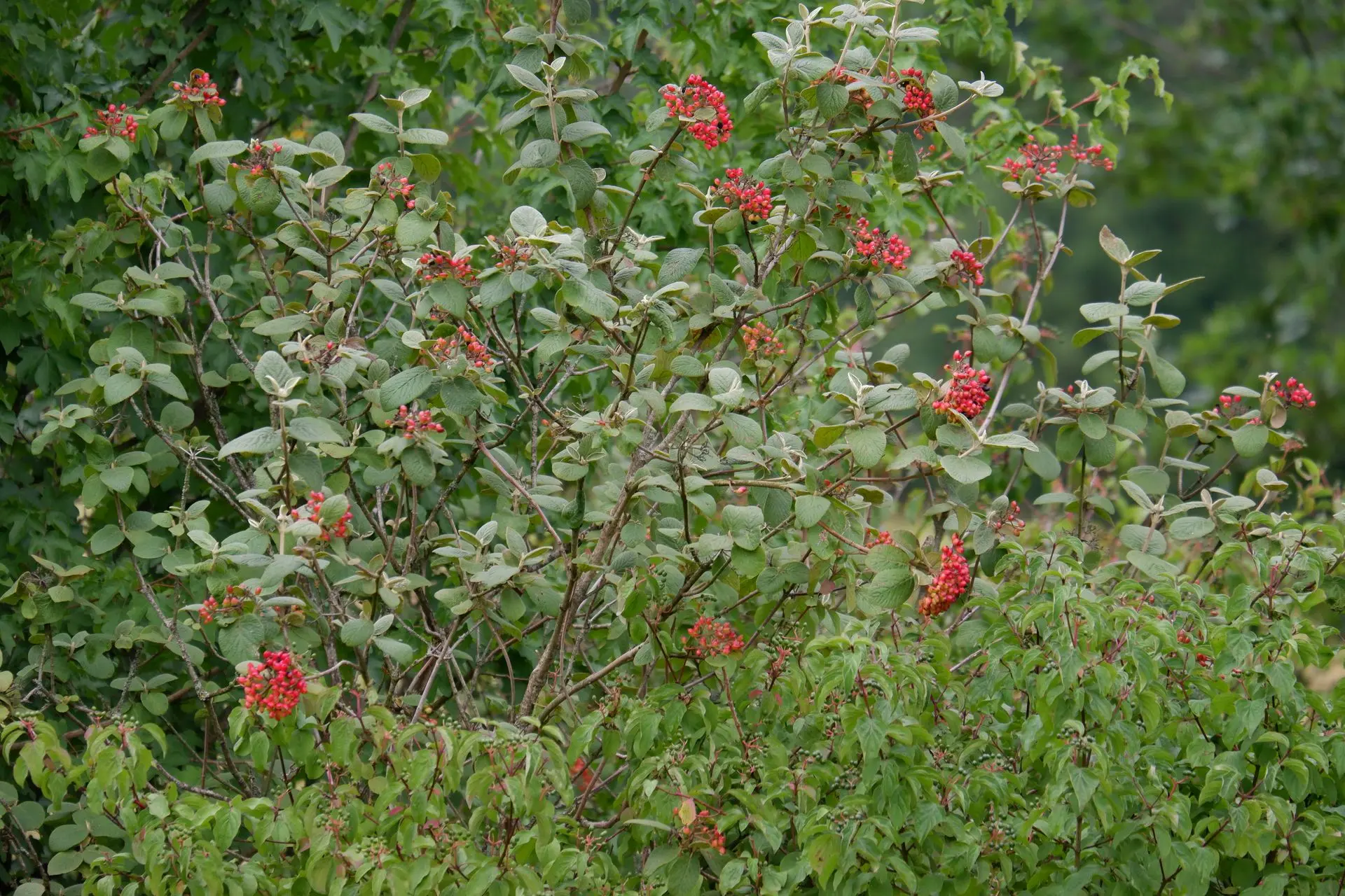 Plante rouge