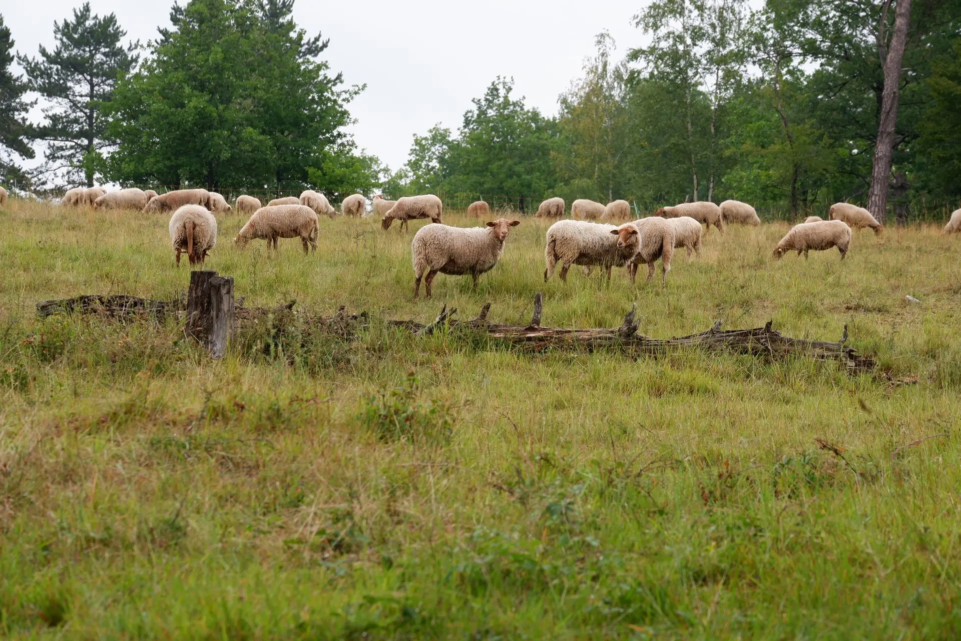 Moutons