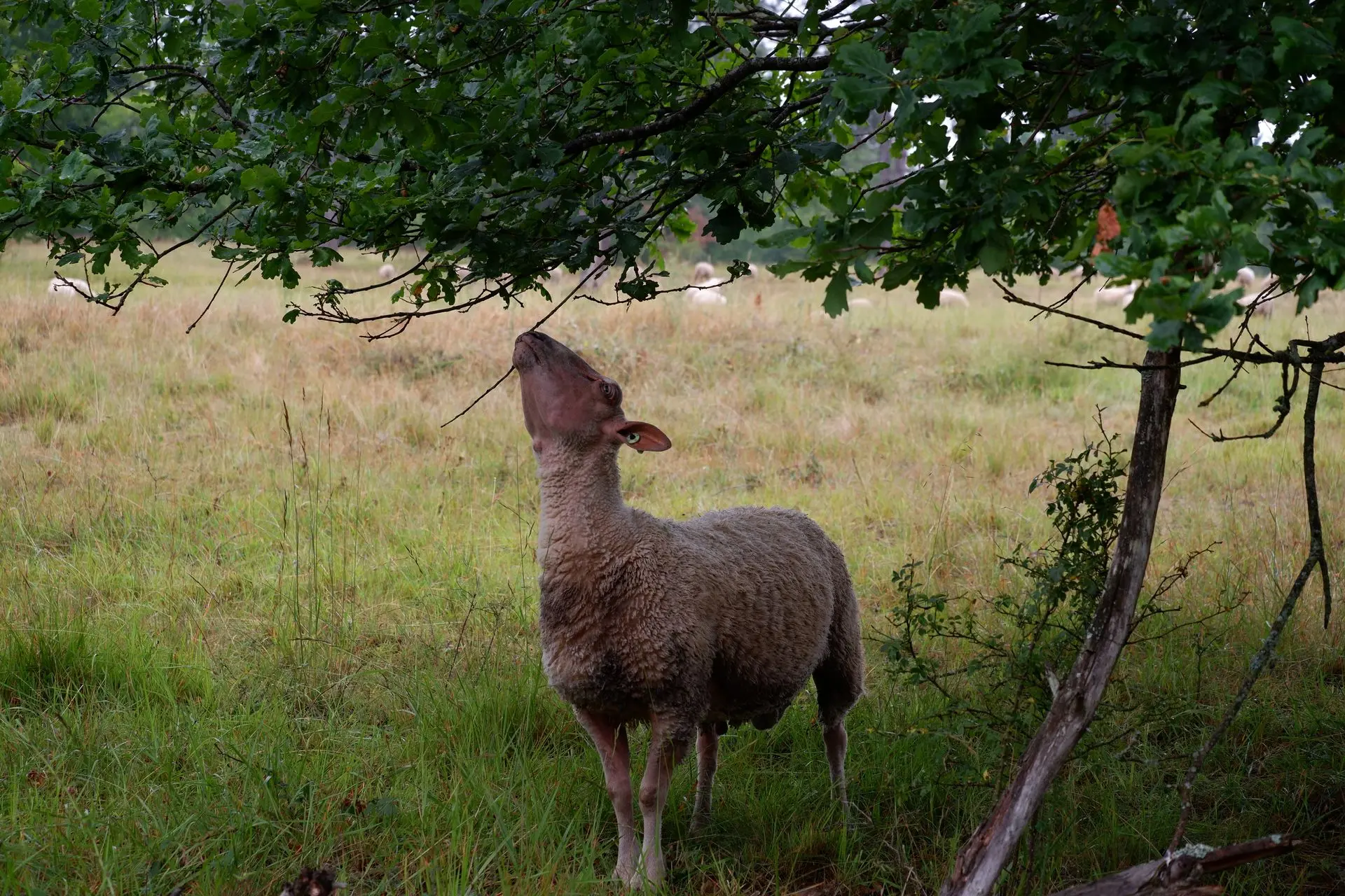 Mouton