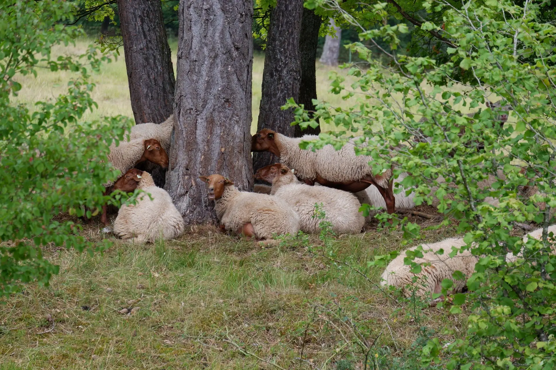 Groupe de moutons