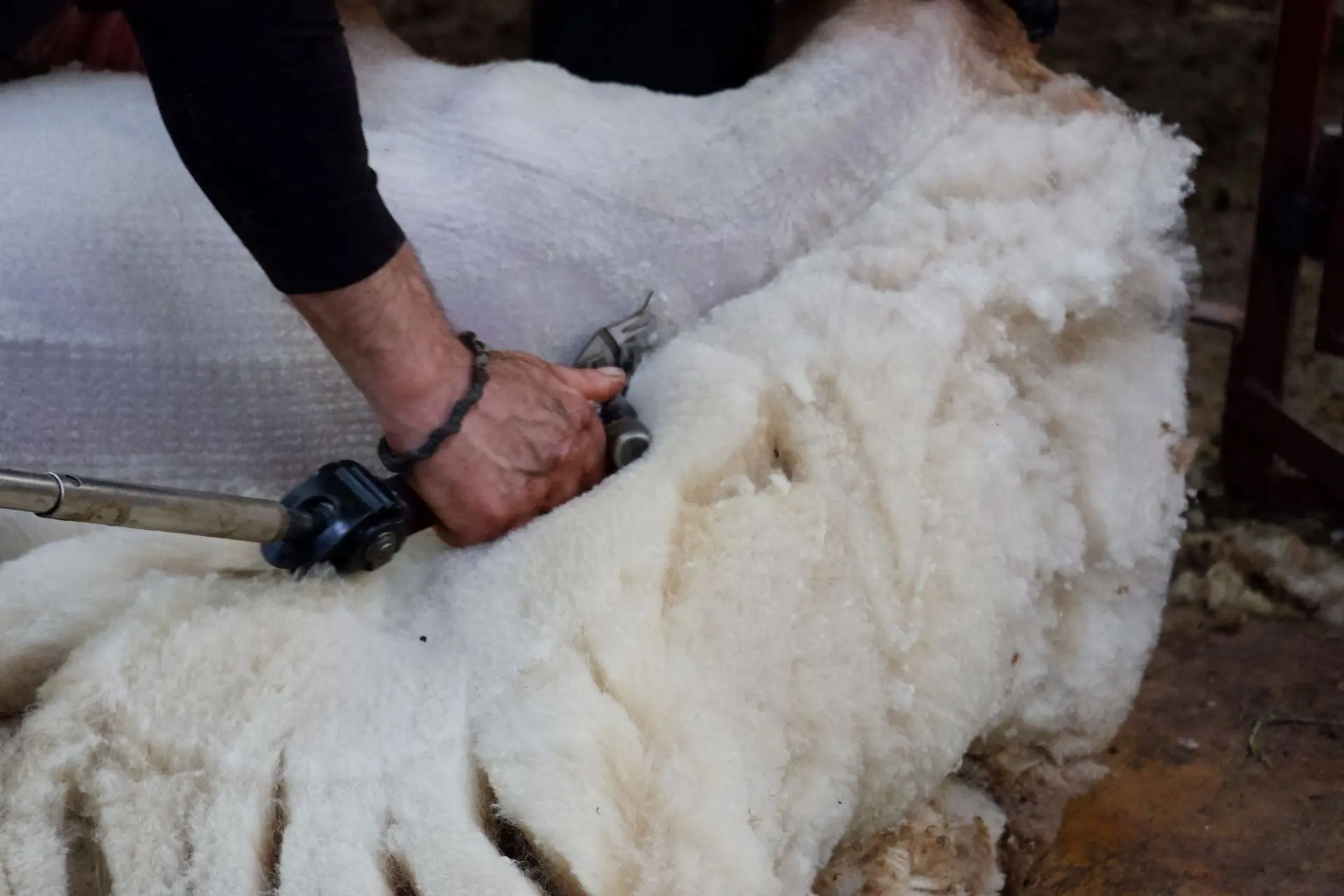 Tonte de laine de mouton