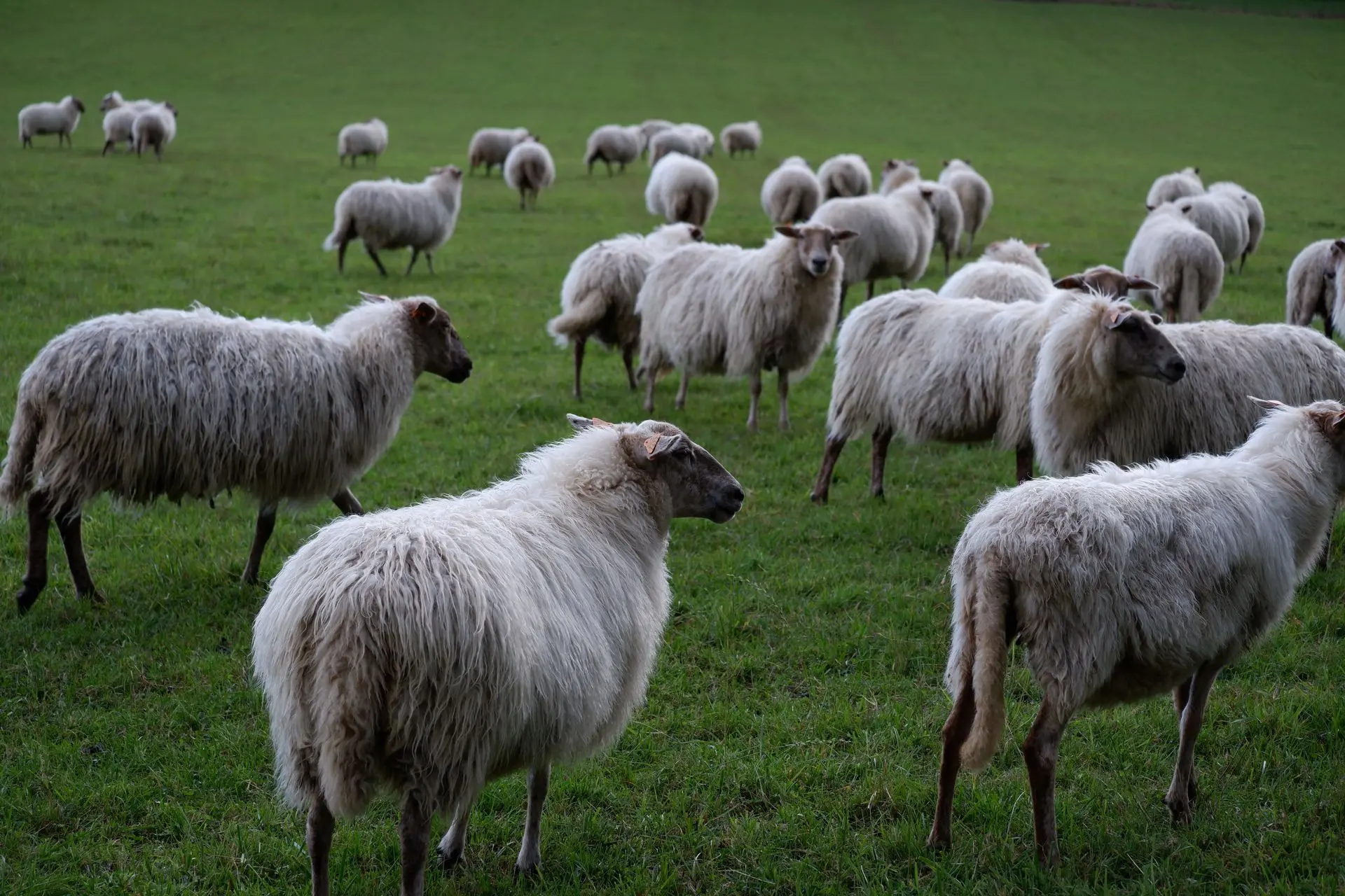 Moutons