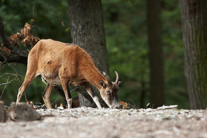 Mouflon