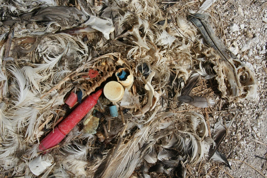 Albatros mort de faim, nourri avec du plastique par ses parents.