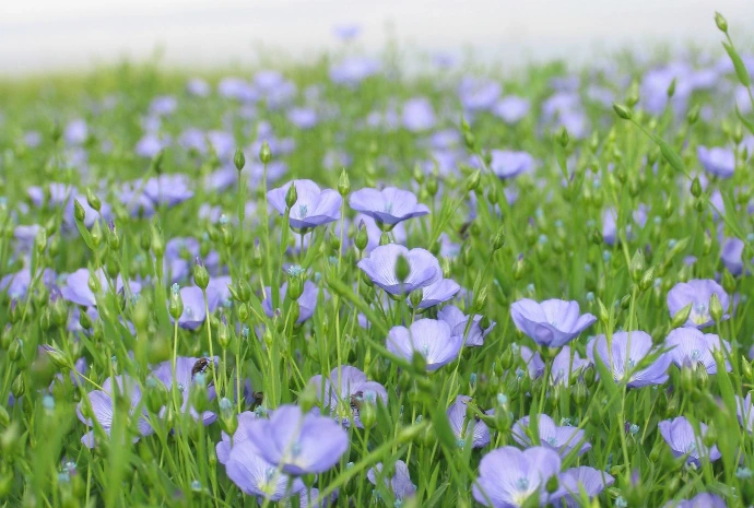Photo des fleurs de lin