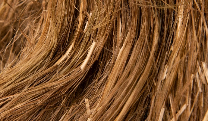 fibre de chanvre pour éponge