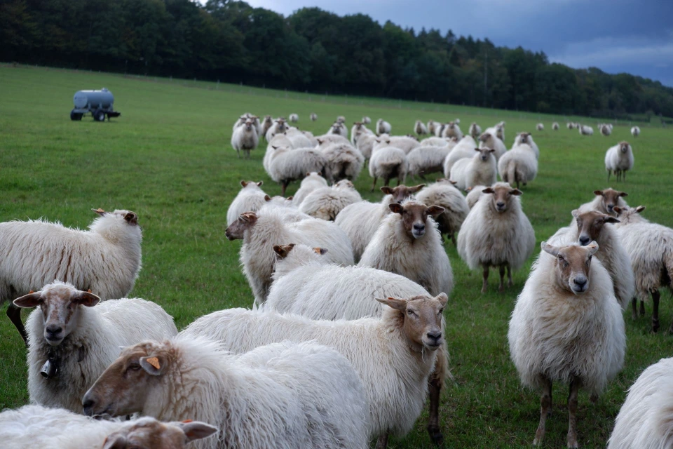Élevage Moutons Mergelland et Ardennais roux Mouton Mergelland et Ardennais roux élevage Biologique Belgique
