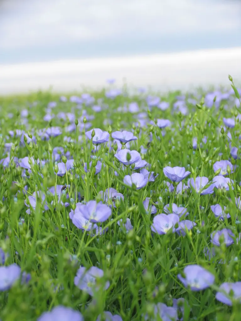 Lin_en_fleur.webp