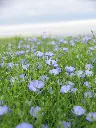 Lin_en_fleur.webp