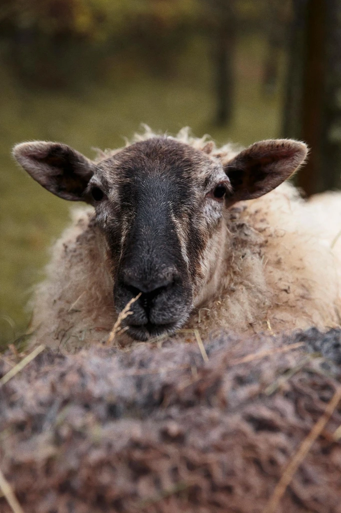 Mouton Mergelland_MG_8275.webp
