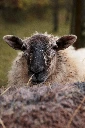 Mouton Mergelland_MG_8275.webp