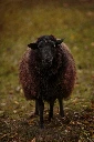 Mouton-Mergelland-noir_MG_9217.webp