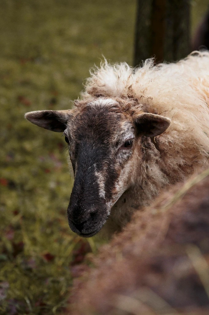 Mouton-Mergelland-blanc_MG_8270.webp