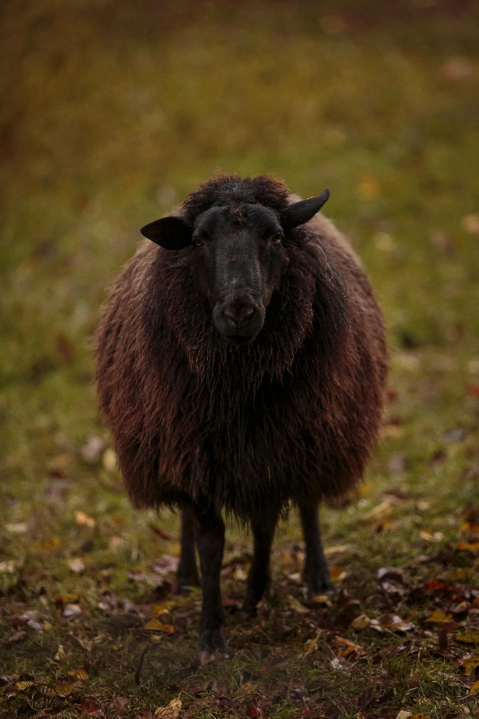 Mouton-Mergelland-noir_MG_9217.webp