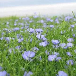 Lin_en_fleur-324x324.webp