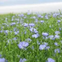 Lin_en_fleur-324x324.webp